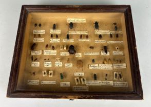 A COLLECTION OF ENTOMOLOGICAL 'LOCAL BEETLES', Mounted in a case. 25cm x 20cm x 5cm