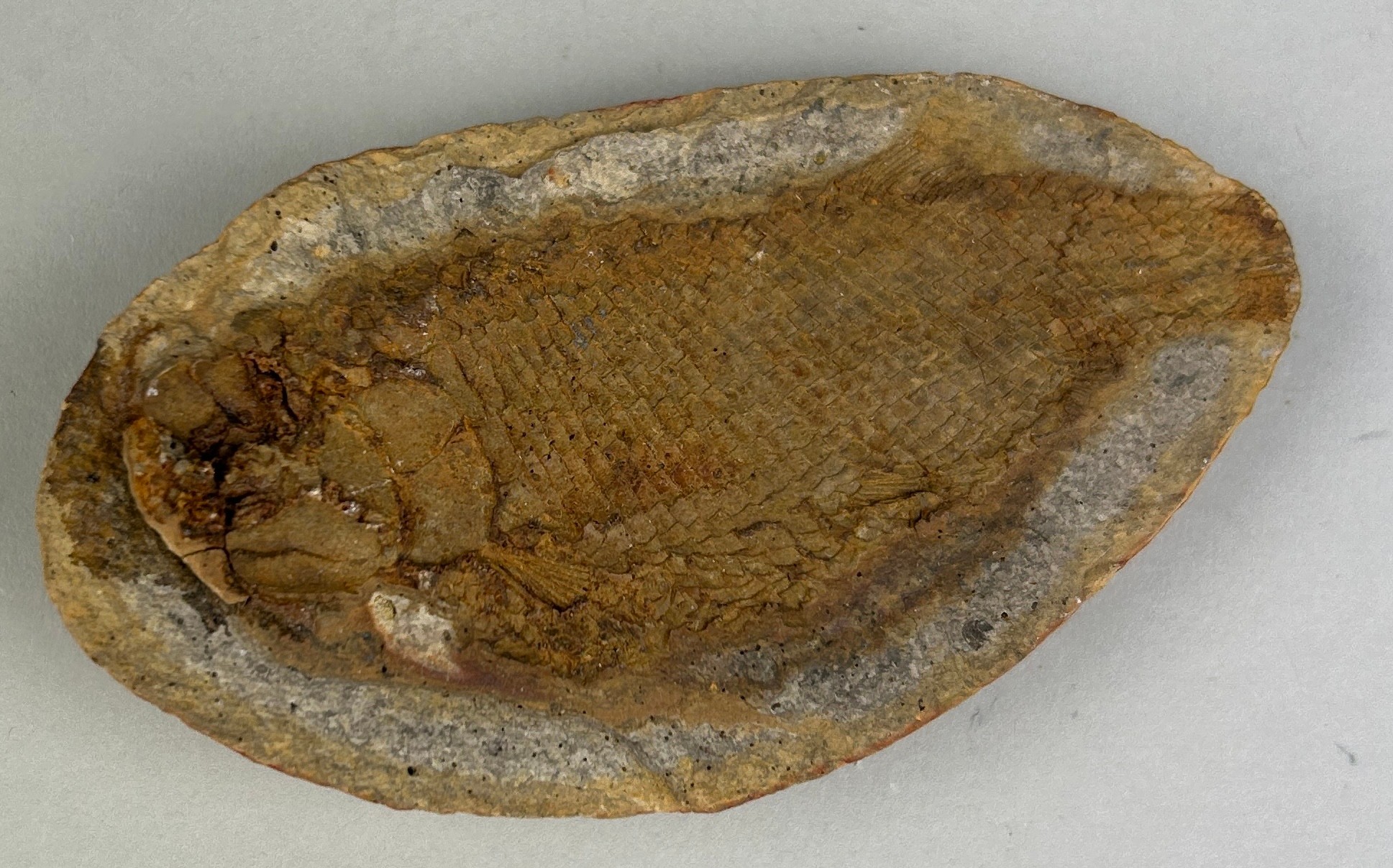 A FOSSIL FISH IN LIMESTONE 8.5cm x 4.5cm Finely detailed fossilised fish in a round pebble. Amilobe, - Image 2 of 3