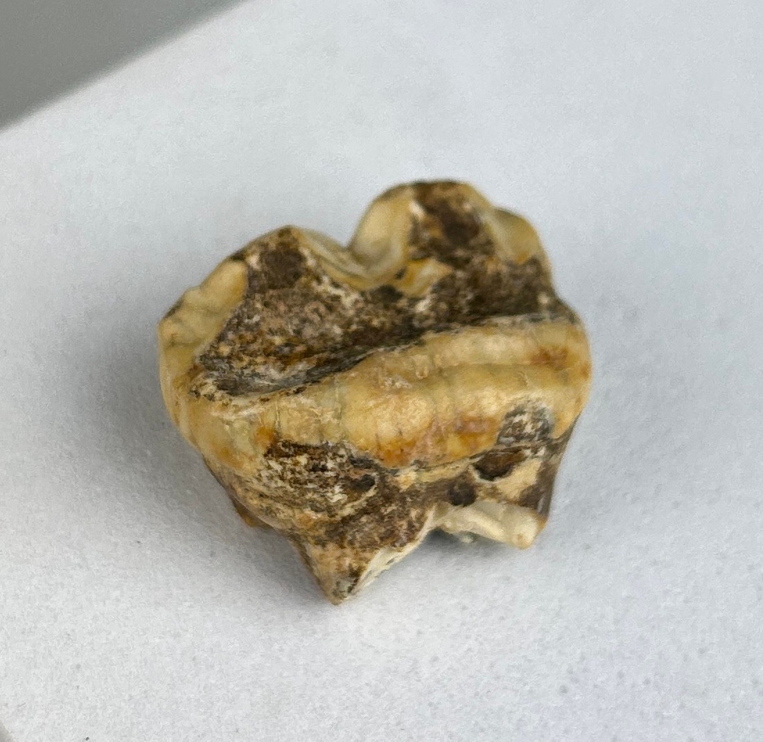 AN ENGLISH CAVE BEAR TOOTH FOSSIL 2.5cm x 2cm A rare molar tooth from an extinct Cave Bear - Ursus