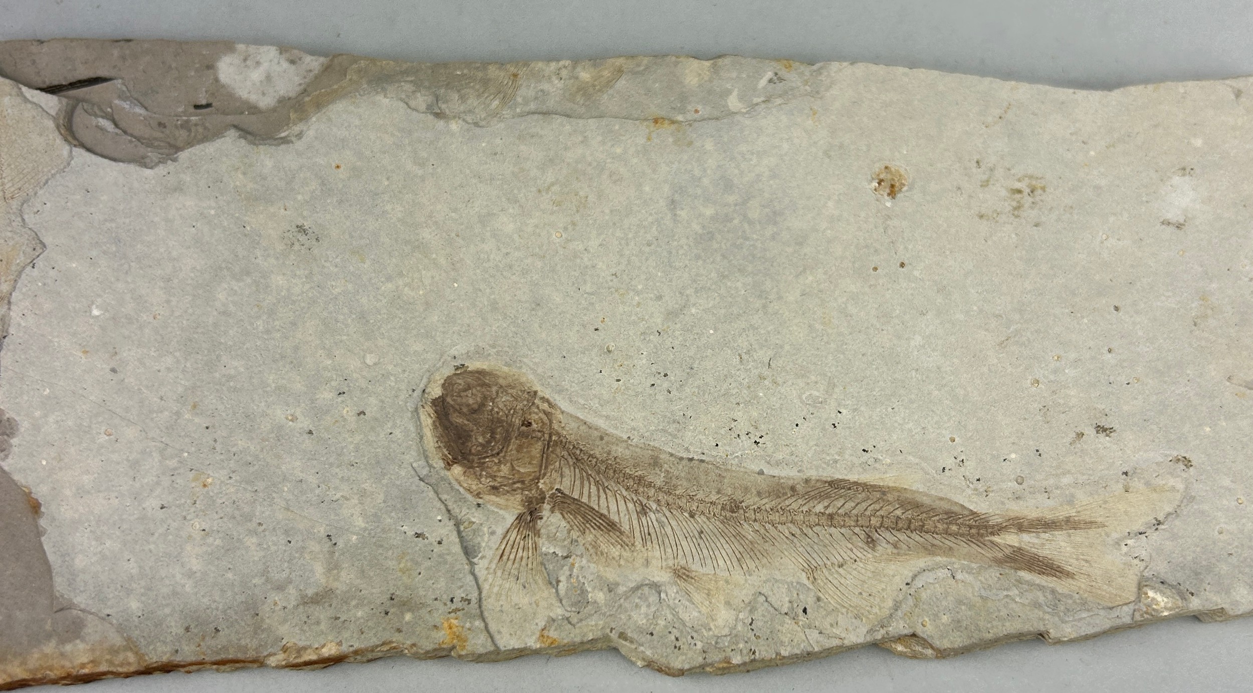 A FOSSIL FISH IN LIMESTONE 18cm x 6.5cm Finely detailed complete fish alongside the remains of - Image 2 of 3