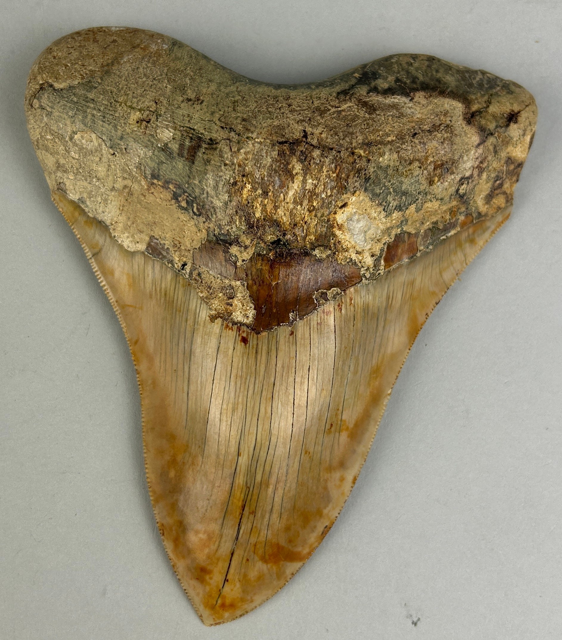 A VERY LARGE MEGALODON SHARK TOOTH FOSSIL 13cm x 11cm From Java, Indonesia. Miocene circa 5-10
