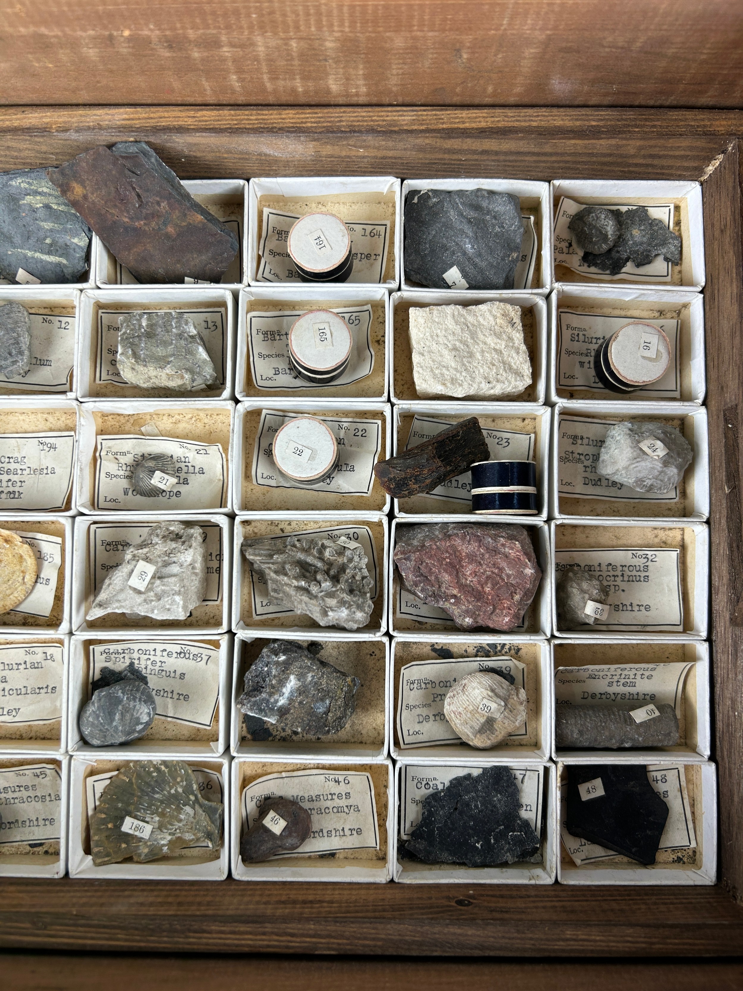 A GREGORY BOTTLEY CASED COLLECTION OF FOSSILS, Four wooden trays contained in a wooden box. - Image 8 of 12