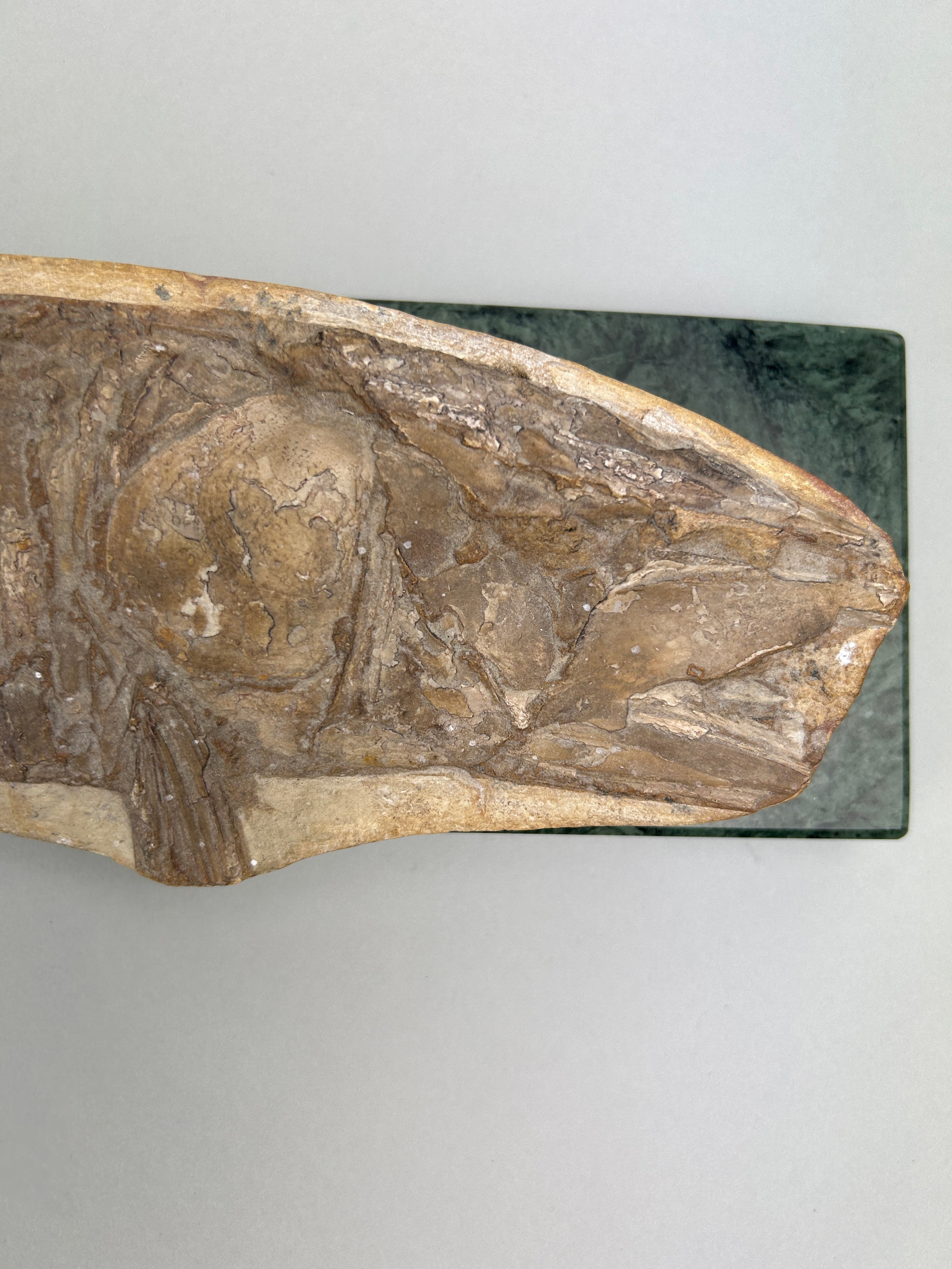 A LARGE PREHISTORIC FOSSIL FISH MOUNTED ON A MARBLE STAND - Image 2 of 4