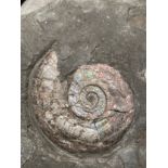 AN IRIDESCENT AMMONITE FOSSIL FROM SOMERSET 15cm x 11cm Preserved on a piece of shale matrix. When