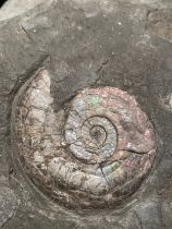 AN IRIDESCENT AMMONITE FOSSIL FROM SOMERSET 15cm x 11cm Preserved on a piece of shale matrix. When