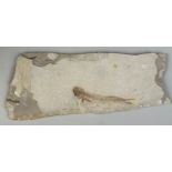 A FOSSIL FISH IN LIMESTONE 18cm x 6.5cm Finely detailed complete fish alongside the remains of