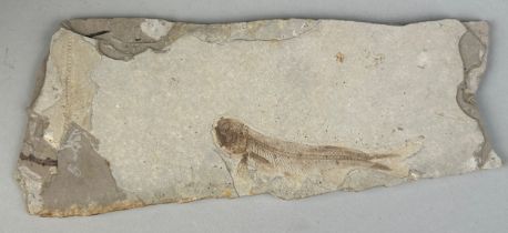 A FOSSIL FISH IN LIMESTONE 18cm x 6.5cm Finely detailed complete fish alongside the remains of