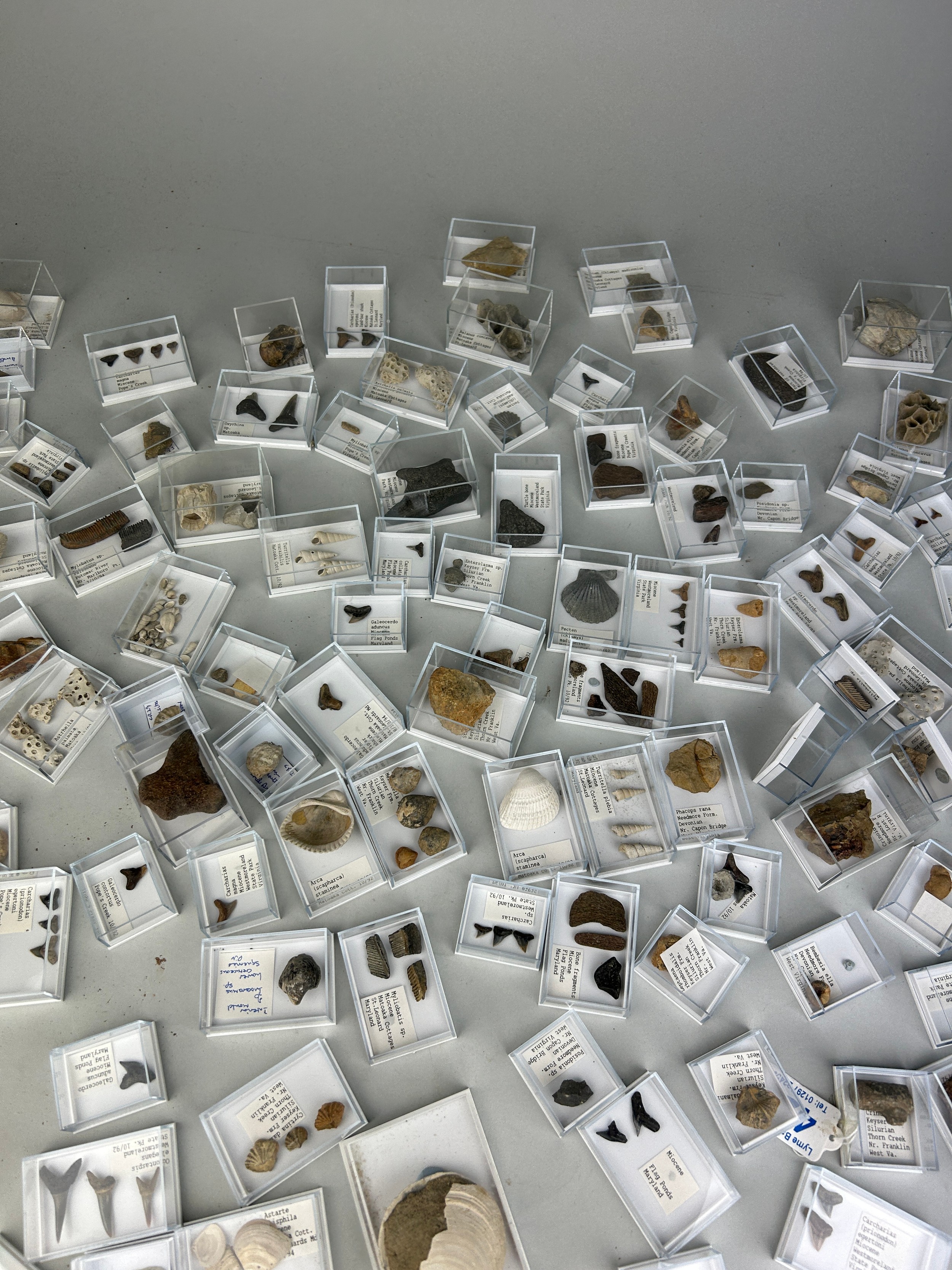 A LARGE COLLECTION OF FOSSIL SHARK TEETH AND SHELLS FROM USA Each specimen boxed and labelled. Ex - Image 4 of 6