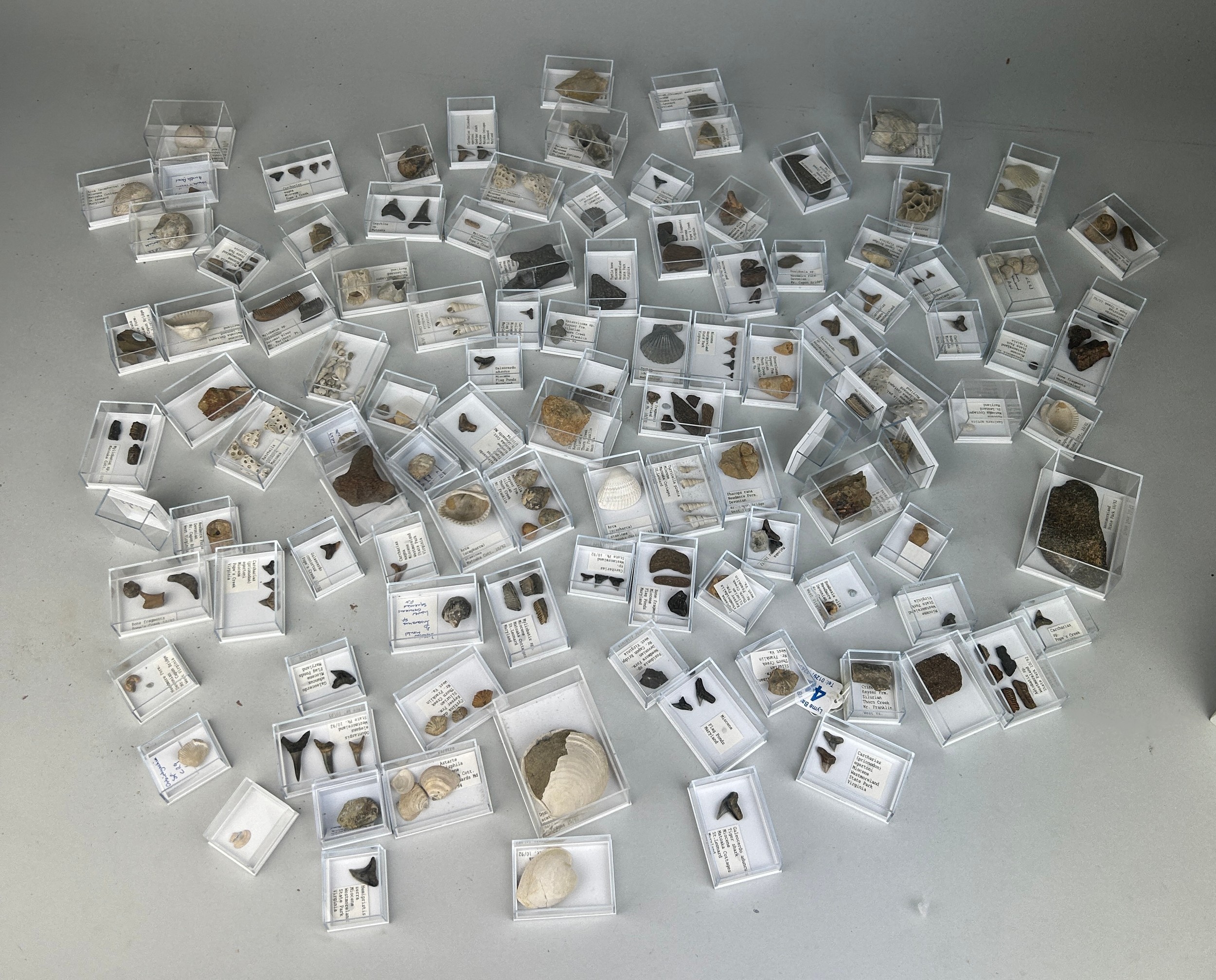 A LARGE COLLECTION OF FOSSIL SHARK TEETH AND SHELLS FROM USA Each specimen boxed and labelled. Ex - Image 2 of 6