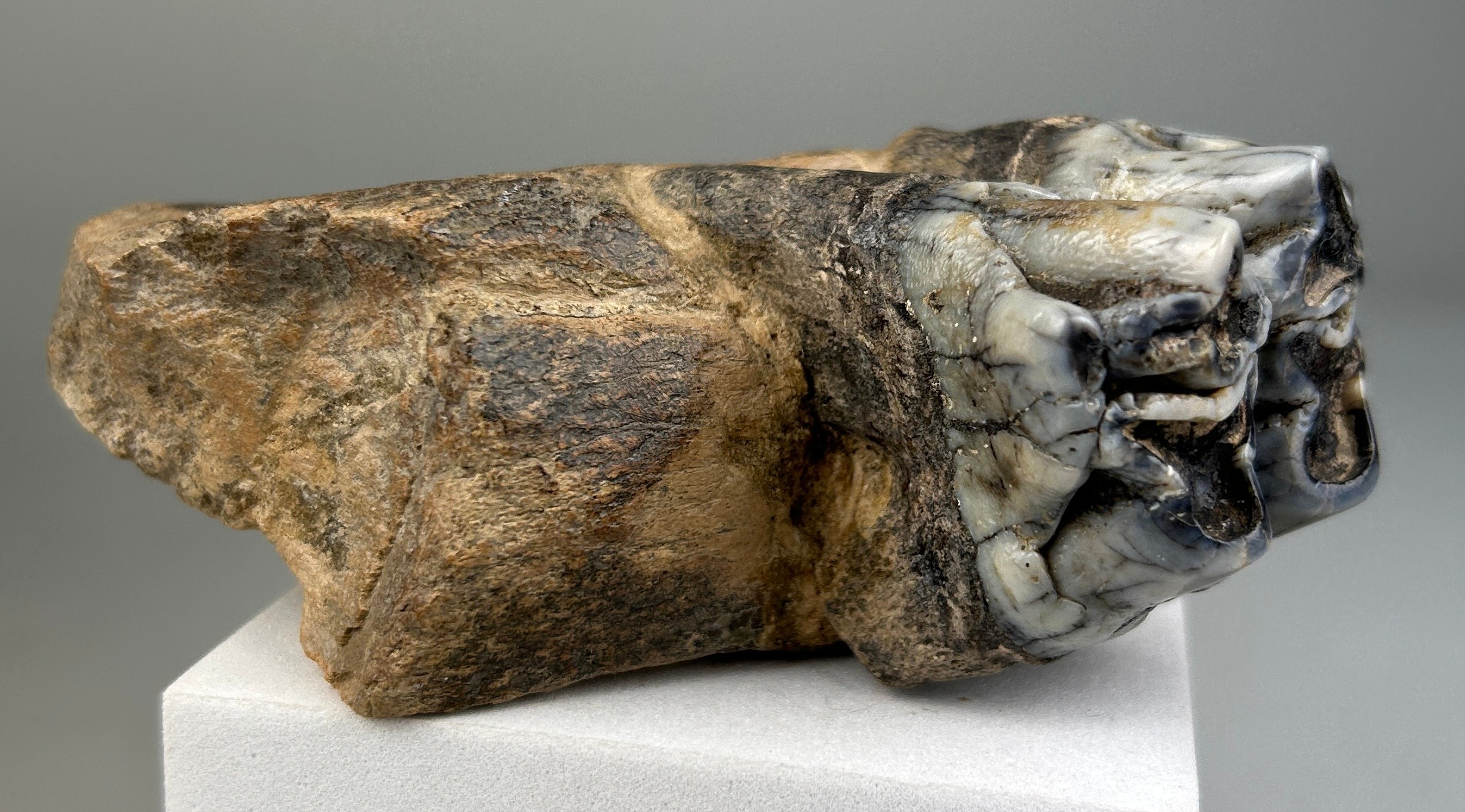 JAW FOSSIL FROM AN EXTINCT HIPPO 10cm x 9cm x 4cm This partial jaw contains one extremely well-