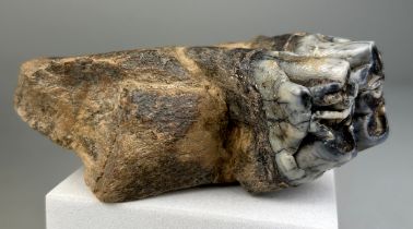 JAW FOSSIL FROM AN EXTINCT HIPPO 10cm x 9cm x 4cm This partial jaw contains one extremely well-