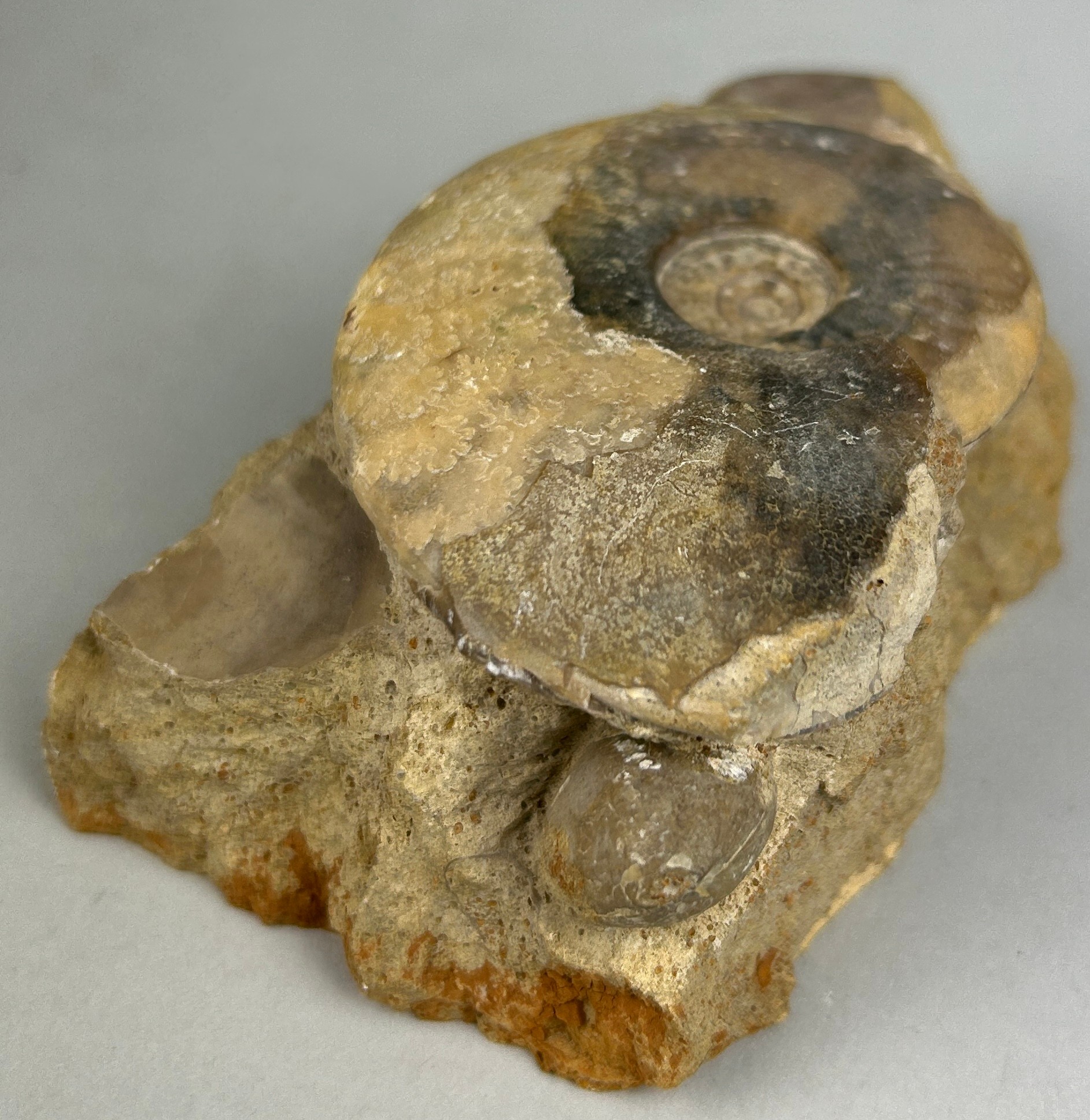 AMMONITE FOSSIL FROM DORSET Prepared out of original stone matrix. Jurassic - 160 million years old. - Image 2 of 3