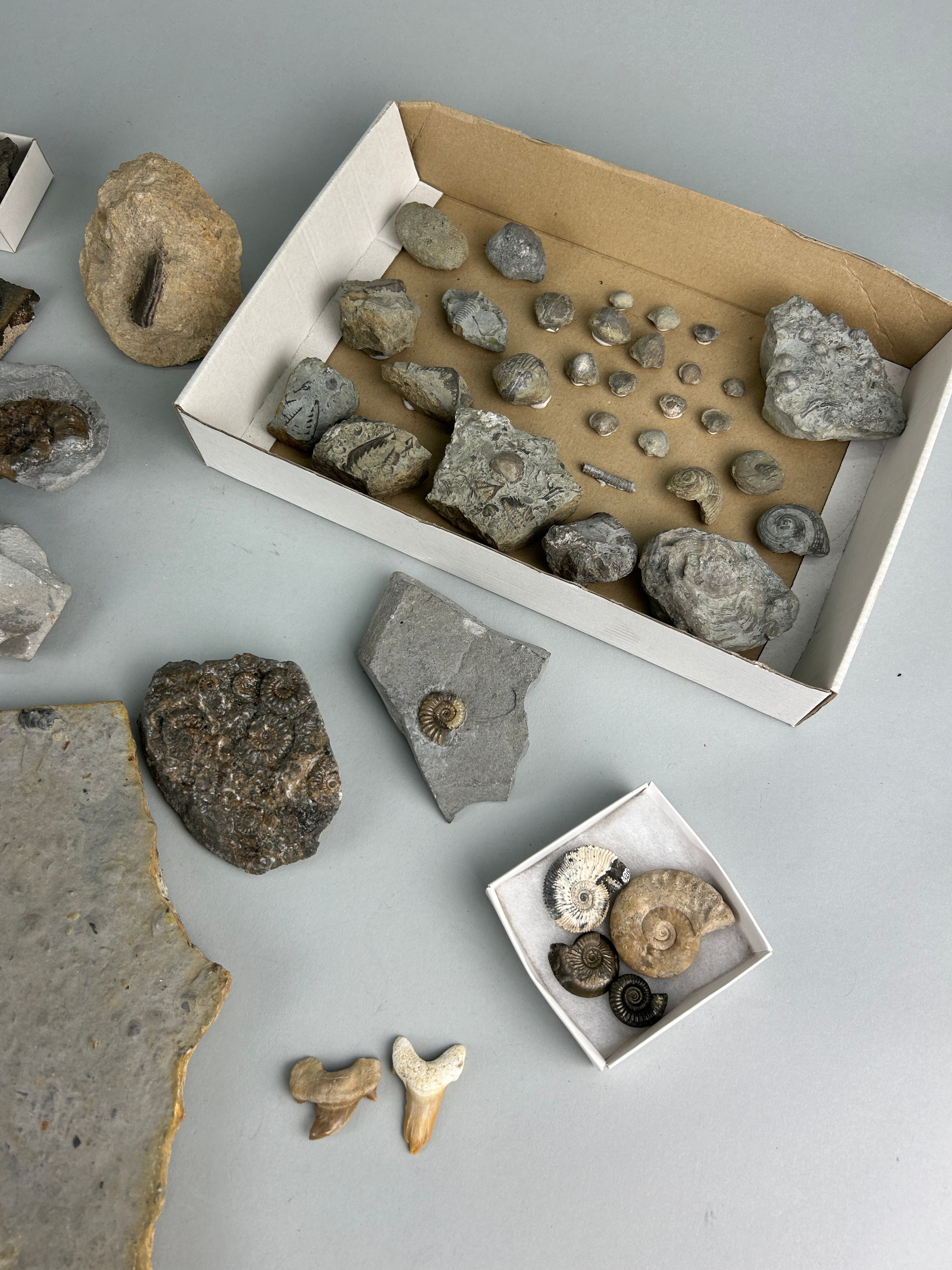 A LARGE COLLECTION OF FOSSILS AND NATURAL HISTORY INTEREST (Qty) - Image 2 of 5