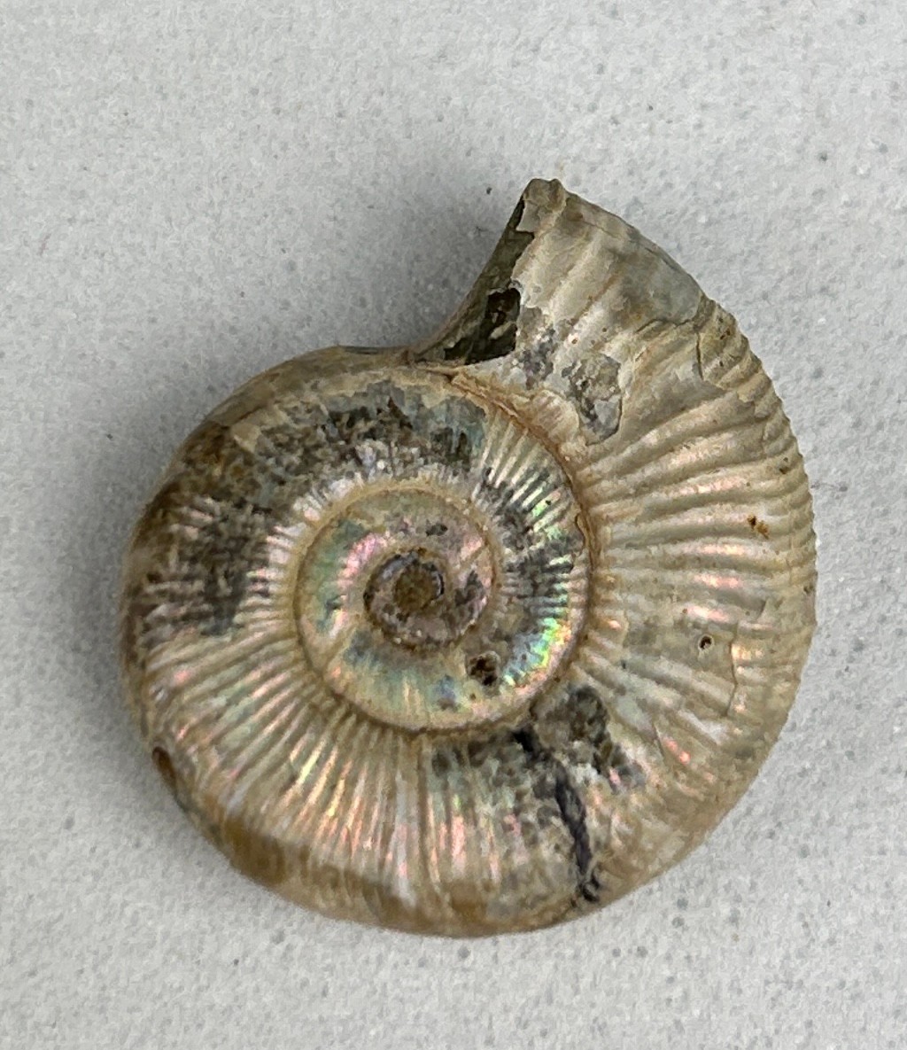 A HIGHLY IRIDESCENT OPALISED AMMONITE FOSSIL Natural shell displaying striking flashes of blue, - Image 2 of 2