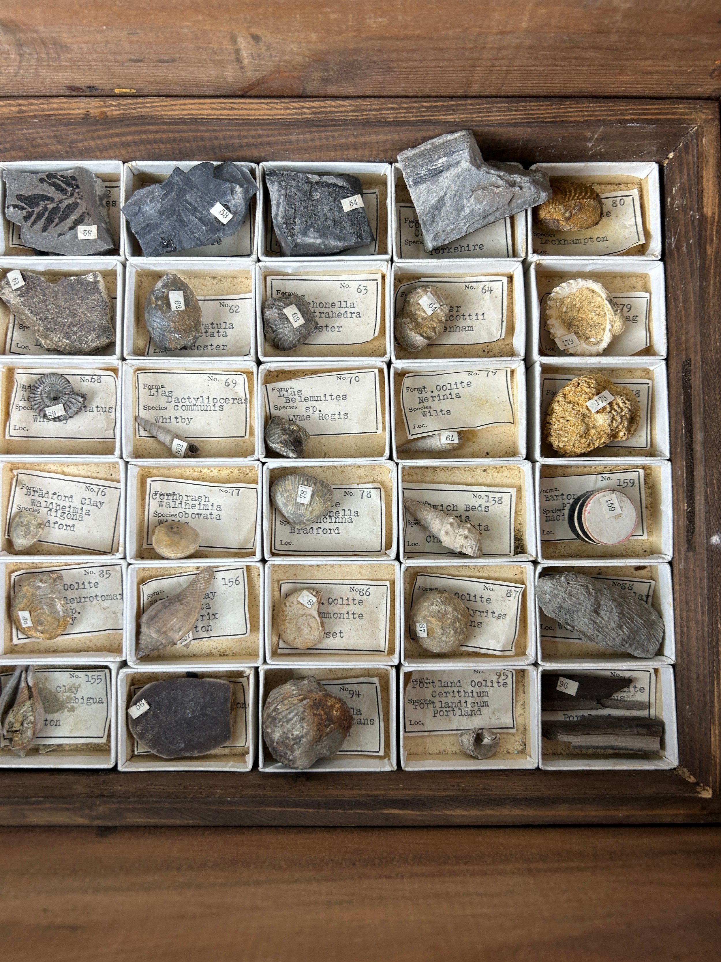 A GREGORY BOTTLEY CASED COLLECTION OF FOSSILS, Four wooden trays contained in a wooden box. - Image 10 of 12