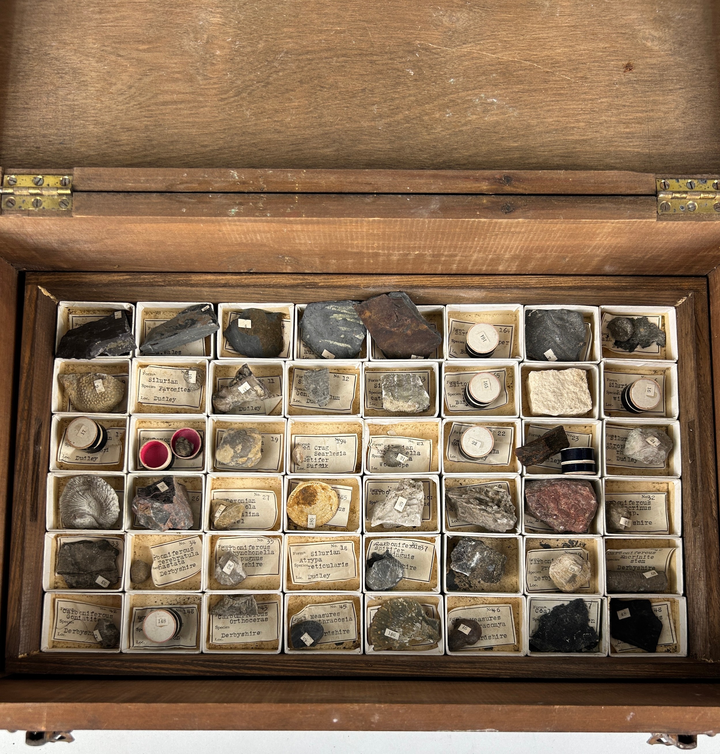 A GREGORY BOTTLEY CASED COLLECTION OF FOSSILS, Four wooden trays contained in a wooden box. - Image 3 of 12