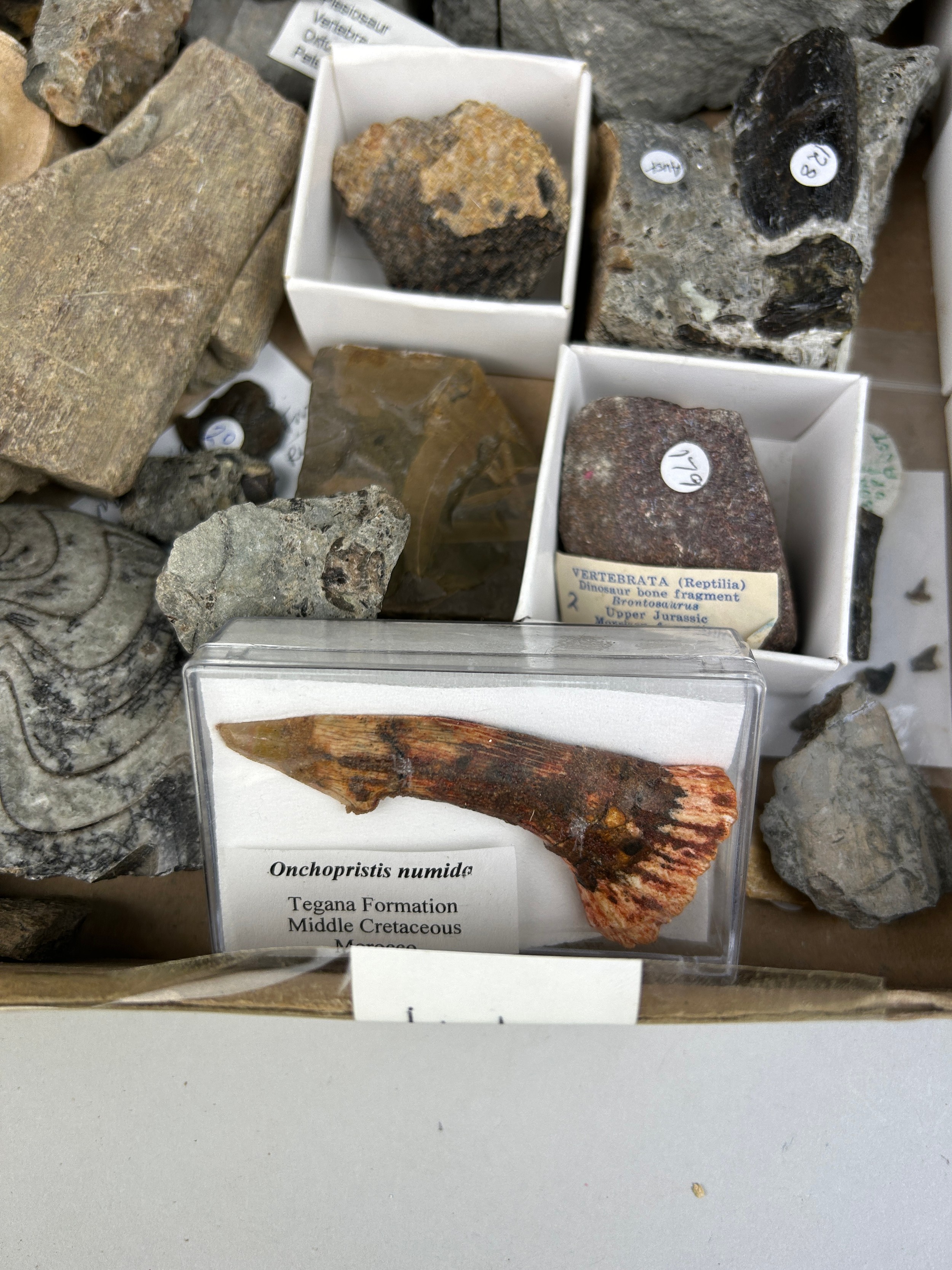 MIXED COLLECTION OF DINOSAUR FOSSILS AND TEETH Old British collection. - Image 2 of 4