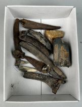 MIXED GROUP OF FOSSIL TEETH/BONES/CLAWS Solo River, Java, Indonesia. Pliocene - 2 million years old