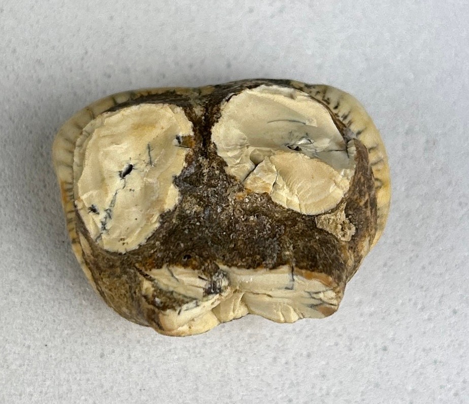 AN ENGLISH CAVE BEAR TOOTH FOSSIL 2.5cm x 2cm A rare molar tooth from an extinct Cave Bear - Ursus - Image 3 of 3
