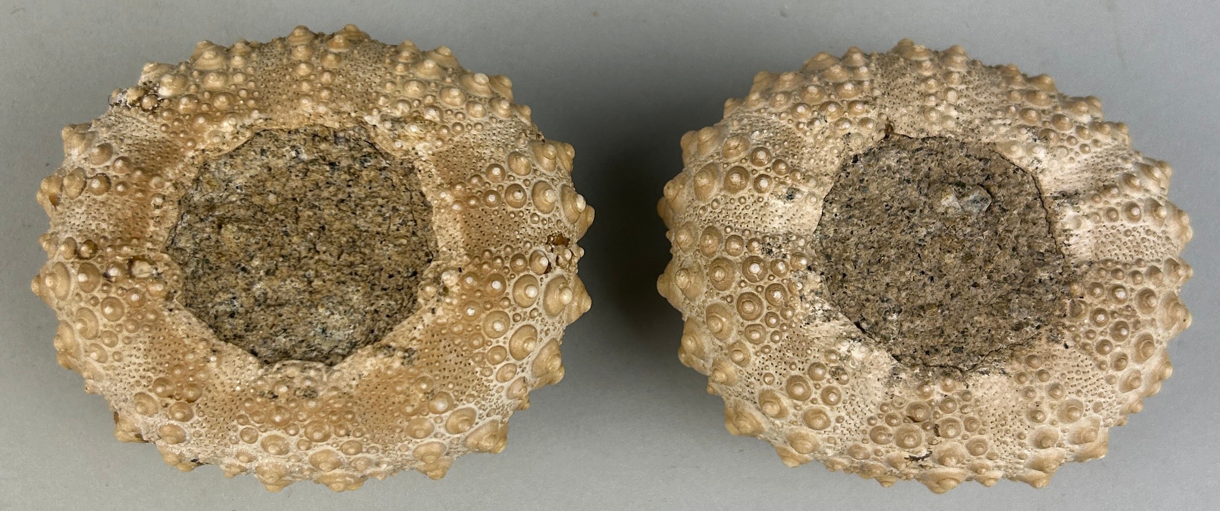 A PAIR OF FOSSIL SEA URCHINS, 6cm x 5cm x 3cm From the Island of Flores, Indonesia. Miocene - 5-10 - Image 2 of 2