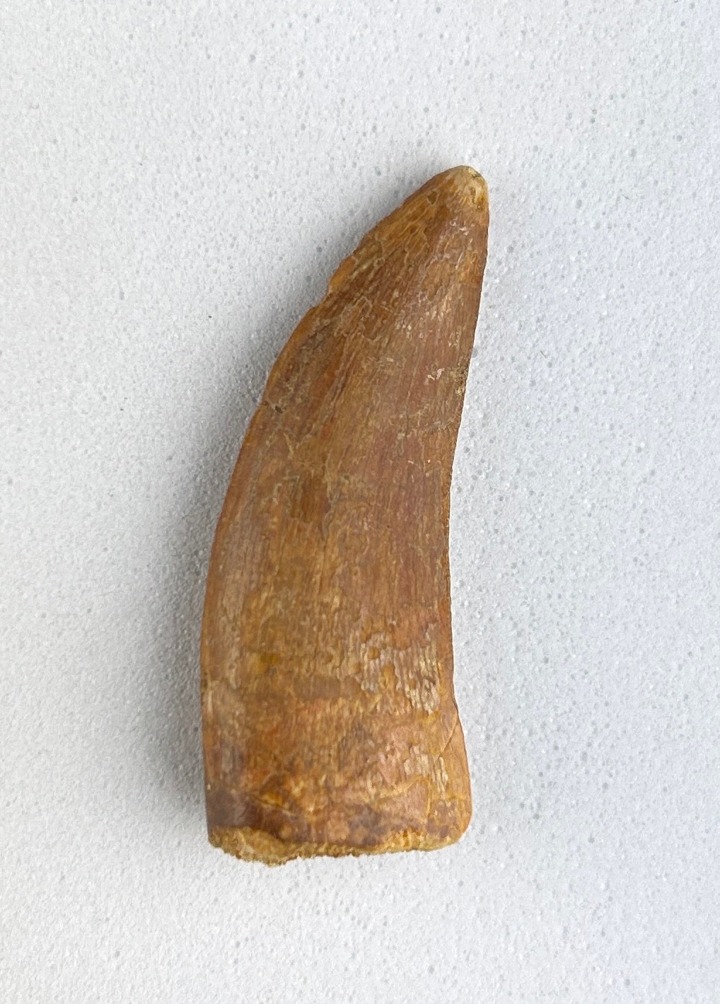 AFRICAN T-REX DINOSAUR TOOTH FOSSIL (CARCHARODONTOSAURUS SAHARICUS) 4cm x 1.8cm A large tooth with - Image 2 of 3