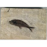 A FISH FOSSIL FROM WYOMING A very well preserved fish fossil in a slab of limestone from Wyoming,