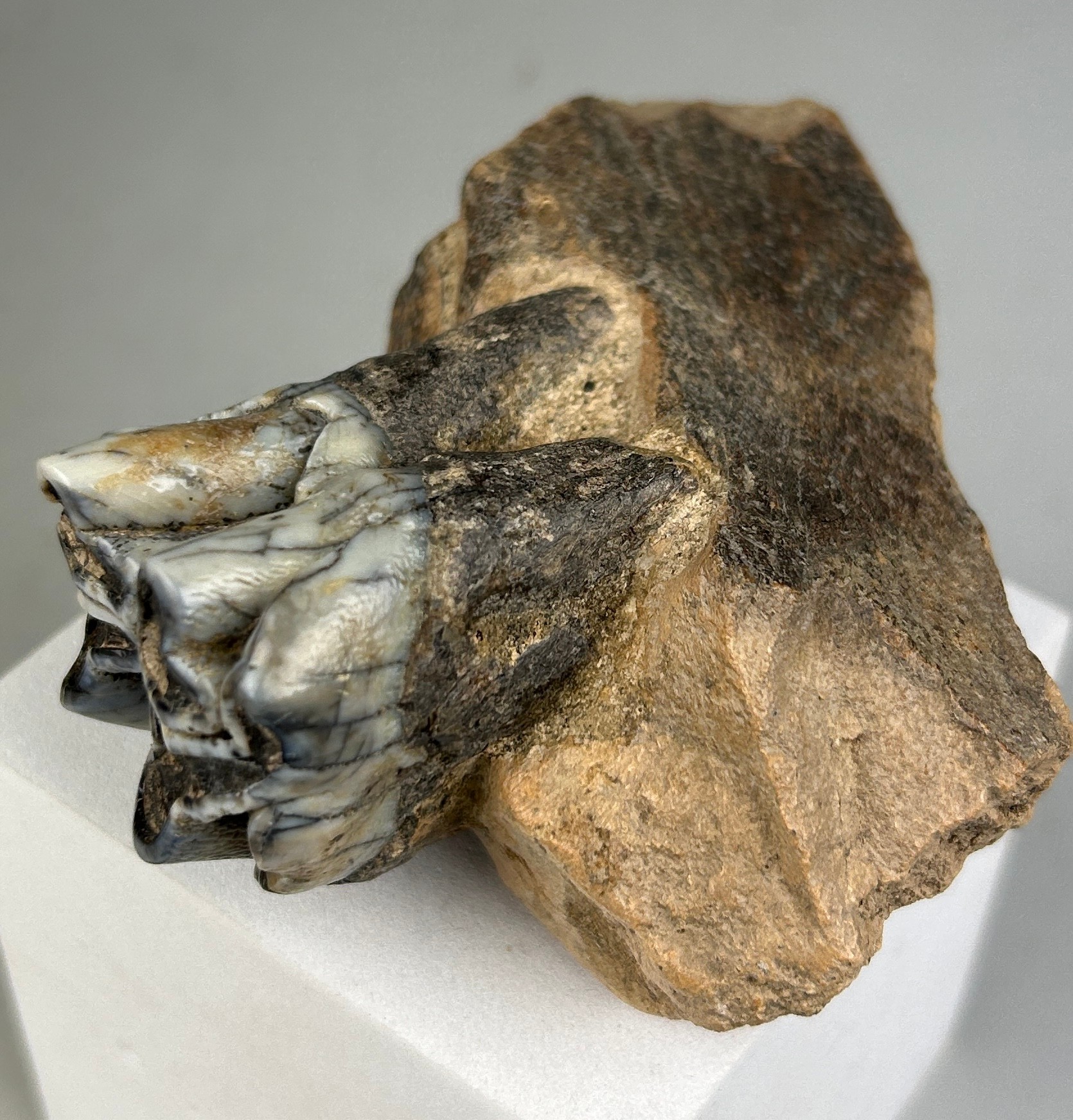 JAW FOSSIL FROM AN EXTINCT HIPPO 10cm x 9cm x 4cm This partial jaw contains one extremely well- - Image 2 of 4