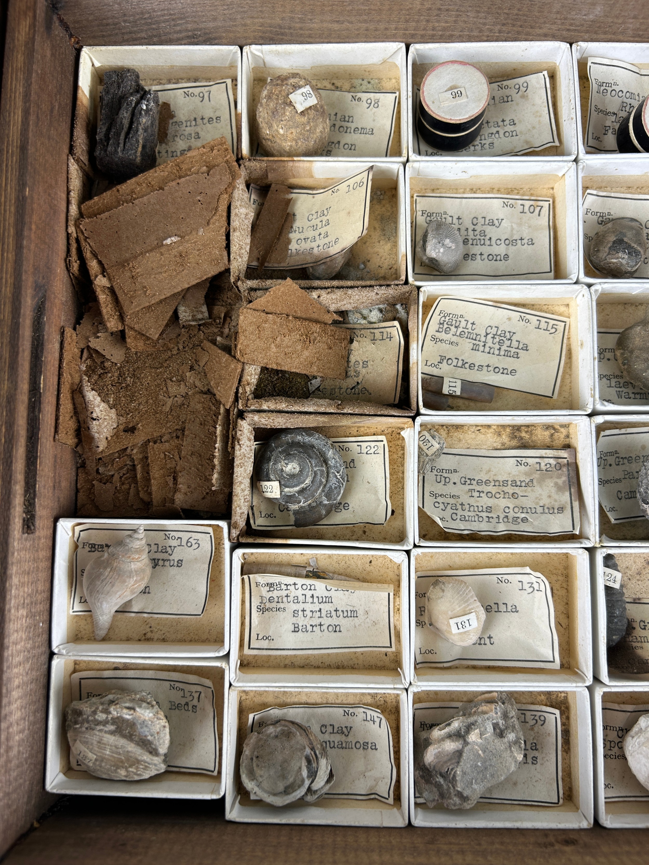 A GREGORY BOTTLEY CASED COLLECTION OF FOSSILS, Four wooden trays contained in a wooden box. - Image 5 of 12