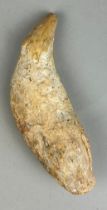 THE TOOTH OF A LARGE CAVE BEAR (URSUS SPELEAUS) 10cm L From the Carpathian Mountains, Romania.