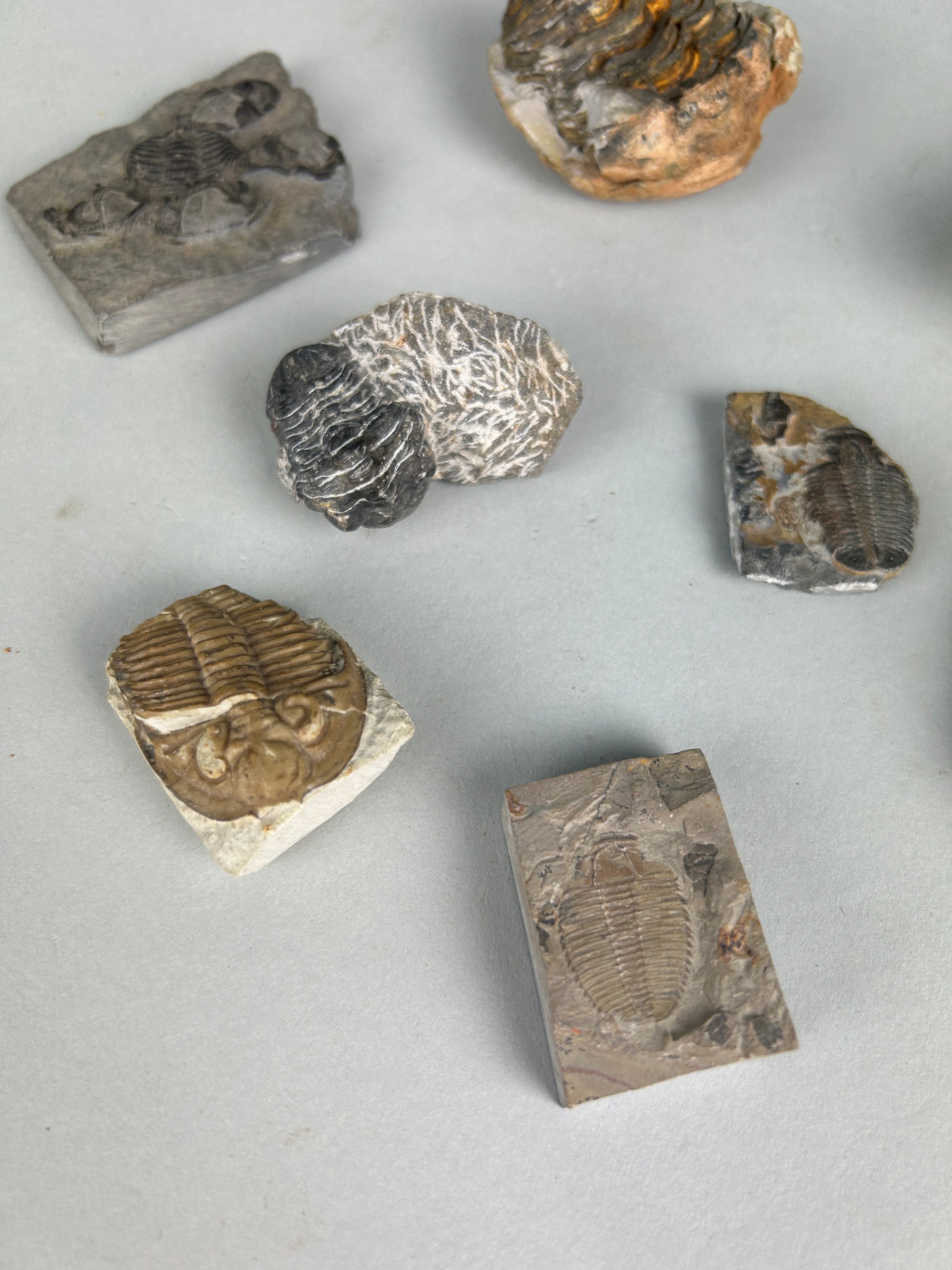 A COLLECTION OF TRILOBITE FOSSILS, A group of well-preserved trilobite fossils from the Alnif region - Image 3 of 4