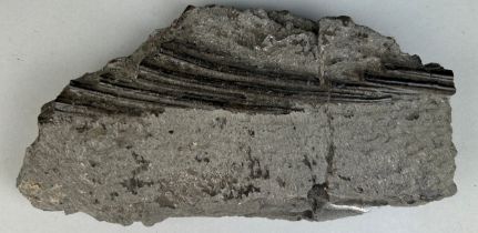 FOSSIL ICHTHYOSAURUS MARINE DINOSAUR RIBS FROM LYME REGIS 16cm x 9cm From the Jurassic coast,
