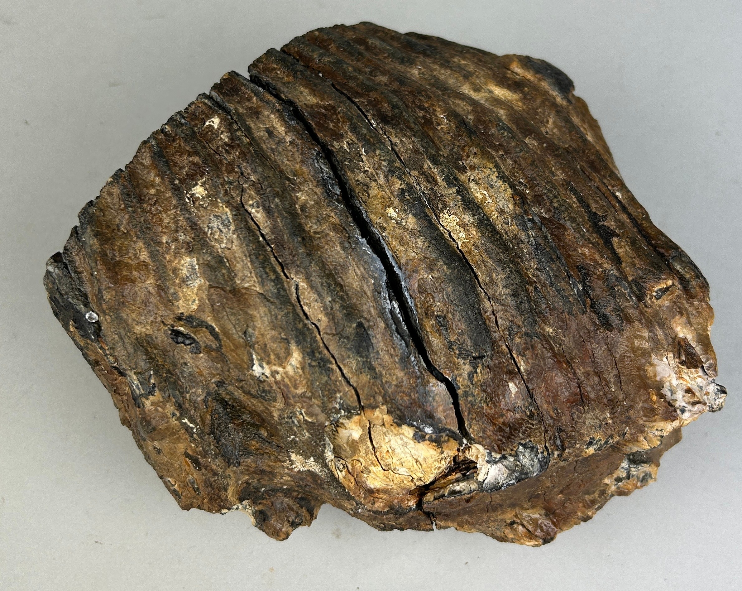 A WOOLLY MAMMOTH TOOTH FOSSIL FROM DOGGERBANK 16cm x 16cm x 11cm A Large Tooth of the Woolly Mammoth - Image 3 of 3