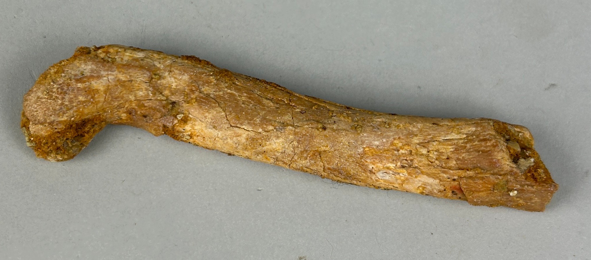 A FOSSIL SUPER-CROC LIMB BONE 9cm L A rare fossilised limb bone of the super-croc Elosuchus. Kem-Kem