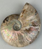 AN OPALISED CLEONICERAS AMMONITE FOSSIL 10cm x 8cm Ammonite From the Majunga Basin, Madagascar.