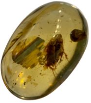 A COCKROACH FOSSIL IN DINOSAUR AGED AMBER From the Amber mines of Kachin, Myanmar. Cretaceous