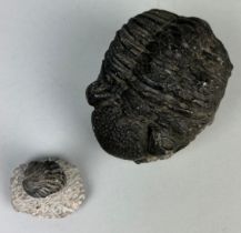 A VERY LARGE FOSSIL TRILOBITE WITH ANOTHER, Largest 8.5cm x 6.5cm x 6cm A very large example of a