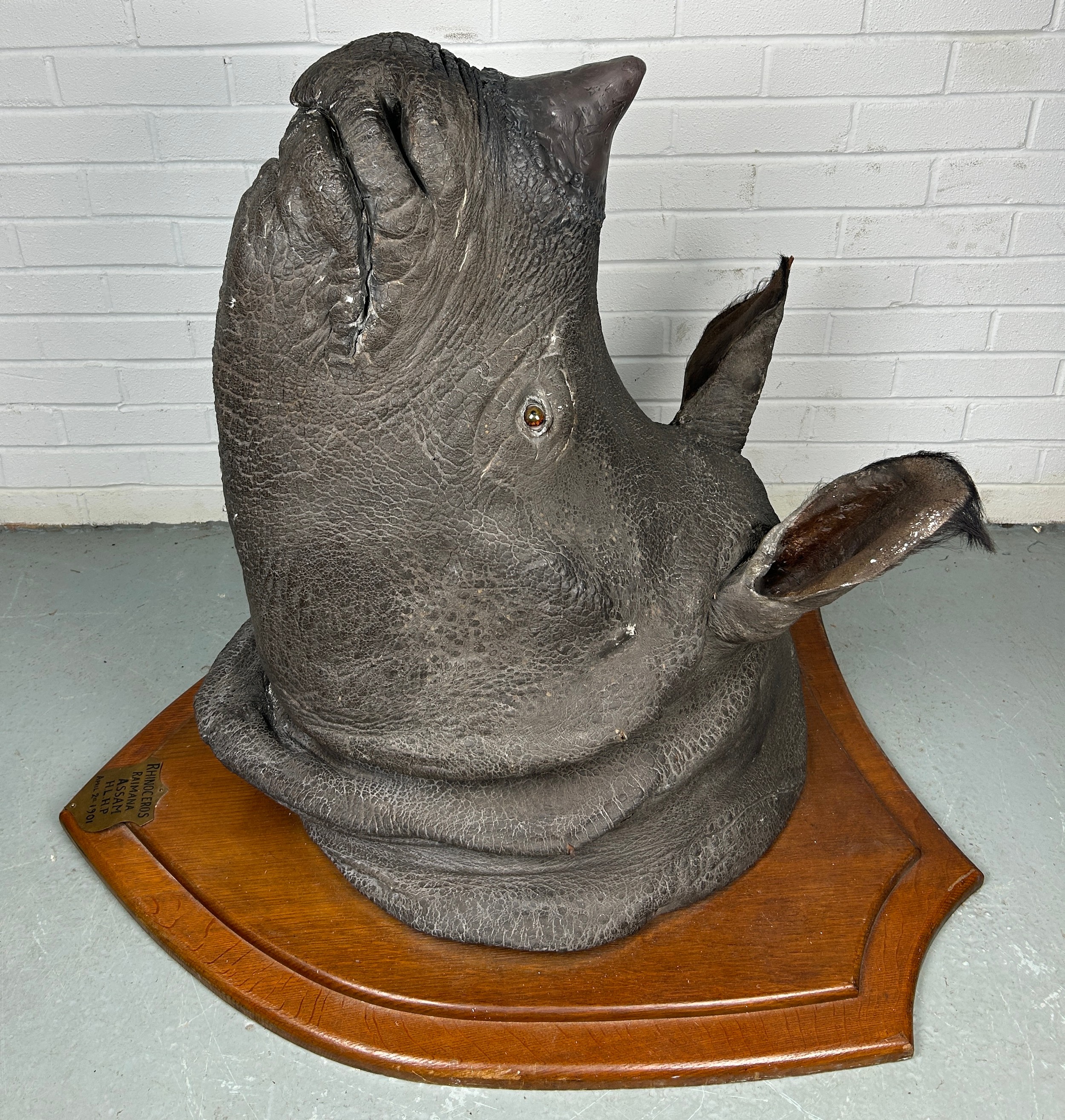 AN EARLY 20TH CENTURY TAXIDERMY RHINO HEAD MOUNTED ON A SHIELD AND DATED 1901 WITH (RESIN HORN) FROM - Image 5 of 8