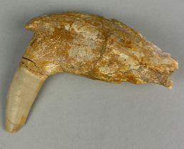 A FOSSILISED PREDATORY FISH JAW, 8cm L Enchodus fish jaw with large fang. Eocene of Morocco