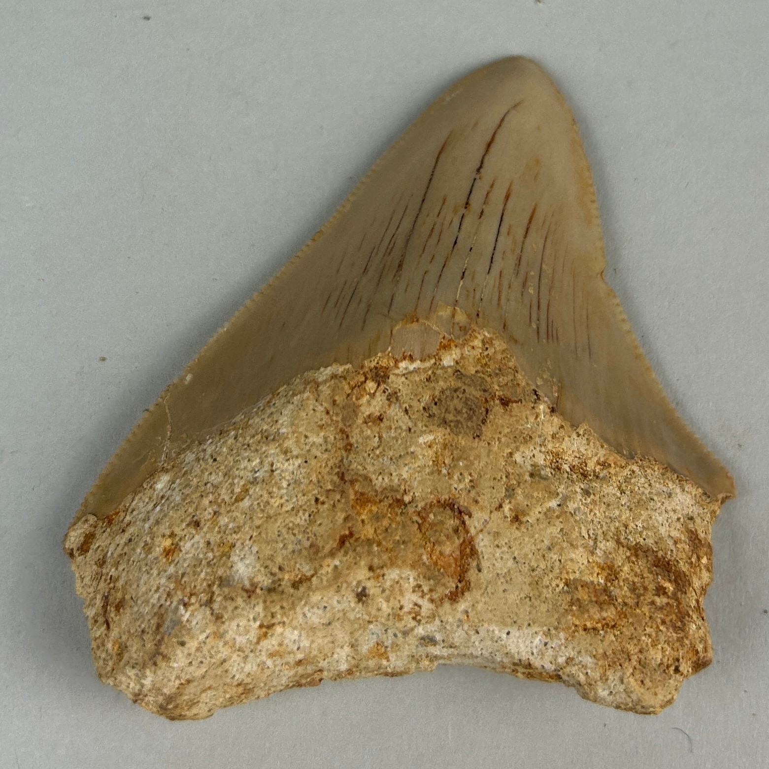 A MEGALODON SHARK TOOTH FOSSIL, 6.5cm x 5.5cm Tooth from the extinct Megalodon Shark. From Java, - Image 2 of 5