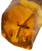 A WINGED INSECT FOSSIL IN AMBER From Chiapas, Mexico. Circa 23-28 million years old.