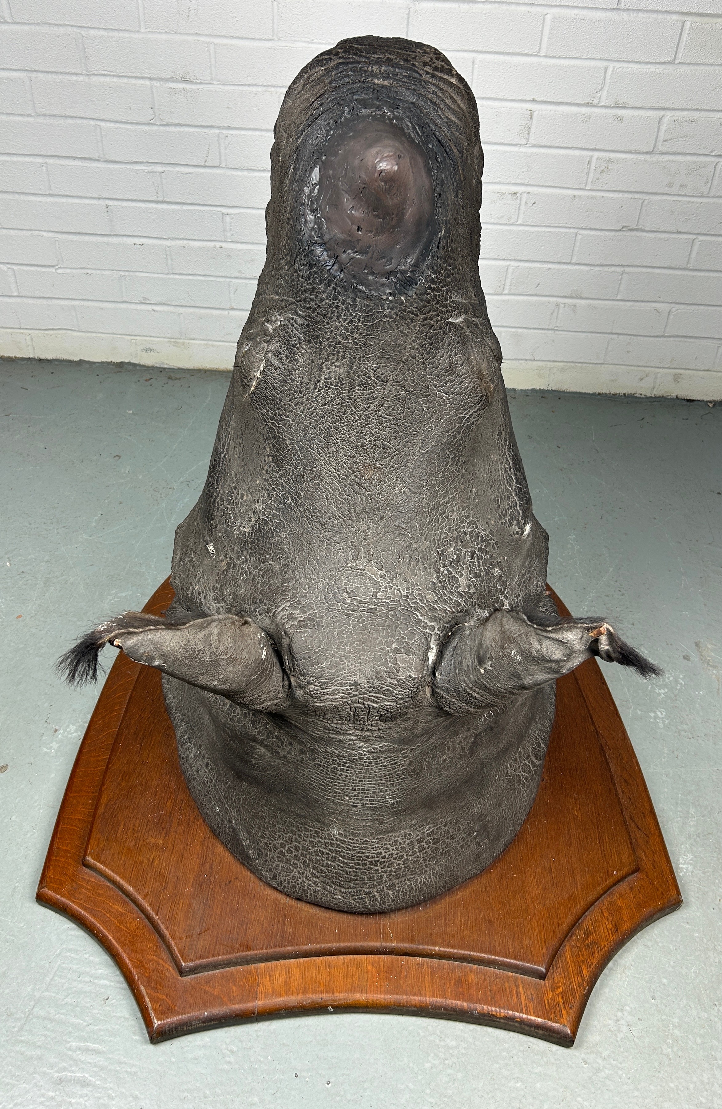 AN EARLY 20TH CENTURY TAXIDERMY RHINO HEAD MOUNTED ON A SHIELD AND DATED 1901 WITH (RESIN HORN) FROM - Image 8 of 8