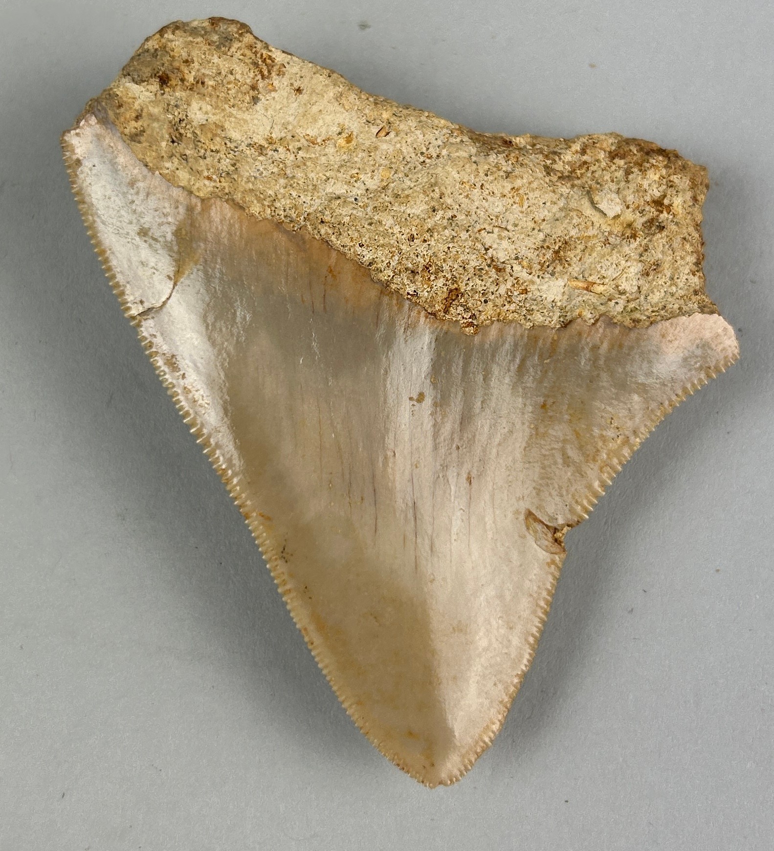 A MEGALODON SHARK TOOTH FOSSIL, 6.5cm x 5.5cm Tooth from the extinct Megalodon Shark. From Java, - Image 5 of 5