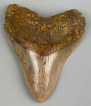 A MEGALODON SHARK TOOTH FOSSIL, 11cm x 9cm Tooth from the extinct Megalodon Shark. From Java,