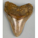 A MEGALODON SHARK TOOTH FOSSIL, 11cm x 9cm Tooth from the extinct Megalodon Shark. From Java,