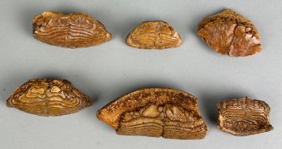 FOSSIL FISH MOUTHPLATES, A grouping of large fish mouth plates from the Miocene deposits of Java,