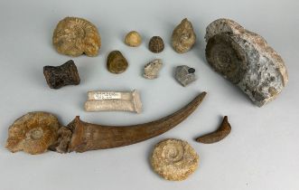 A COLLECTION OF FOSSILS TO INCLUDE AN EXTINCT PLEISTOCENE BISON HORN, TRILOBITE, CRAB, AMMONITES AND