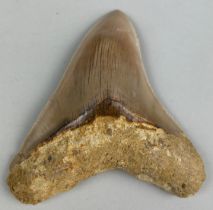 A MEGALODON SHARK TOOTH FOSSIL, 11cm x 9.5cm Tooth from the extinct Megalodon Shark. From Java,