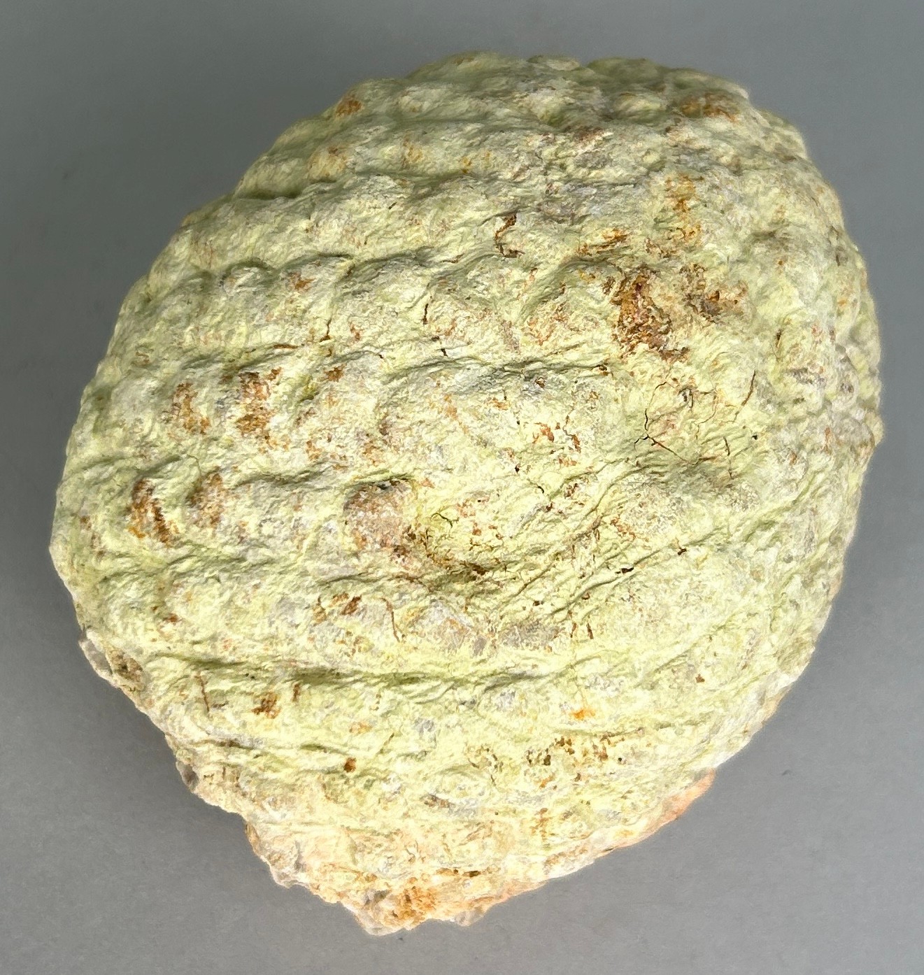 A UNUSUAL FOSSILISED PINE CONE 7.5cm x 7cm