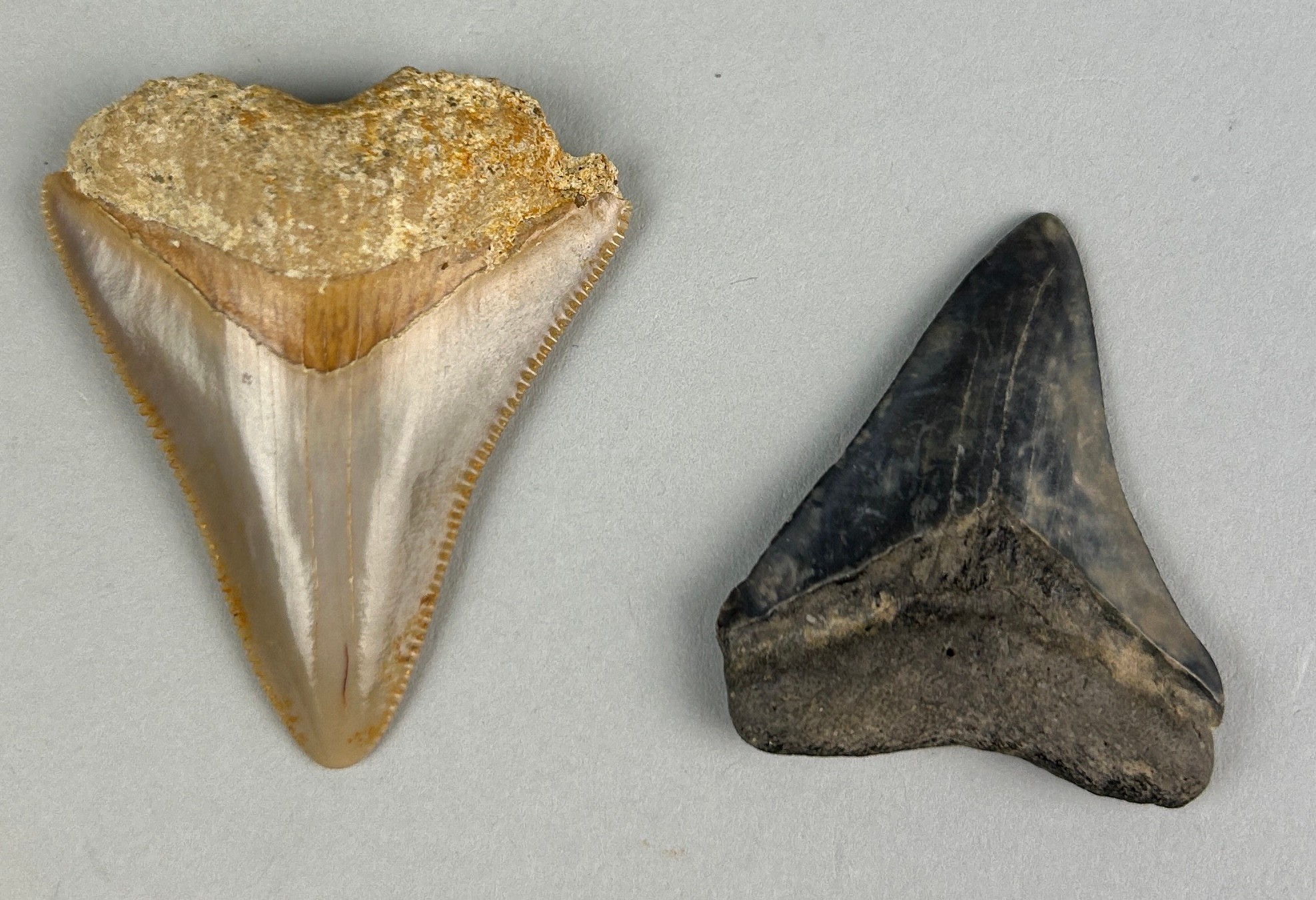A PAIR OF JUVENILE MEGALODON FOSSIL TEETH, Largest 4.3cm x 4cm A pair of teeth from the extinct