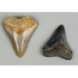 A PAIR OF JUVENILE MEGALODON FOSSIL TEETH, Largest 4.3cm x 4cm A pair of teeth from the extinct